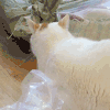 萌宠 猫 喵星人