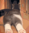小猫 摇尾巴 可爱 喵星人