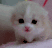 猫咪 可爱 萌萌哒 萌宠