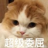 萌宠 喵星人 超级委屈 忍住不哭 桑心 委屈