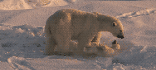 北极熊 polar bear 宝宝 温馨 雪地