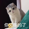 萌宠 喵星人 你又咋了 怎么了 呆萌 可爱