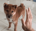 狗 击掌 卖萌 可爱
