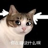 萌宠 喵星人 你在瞎说什么 吃惊 呆萌 可爱