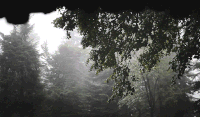 Cinemagraph 植物 森林 滴水