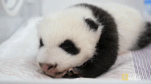 嗨 熊猫 昏昏欲睡 保护动物