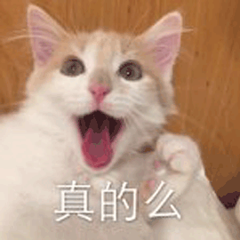 真的吗 猫 蒙圈