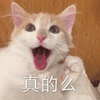 真的吗 猫 蒙圈 搞怪 逗