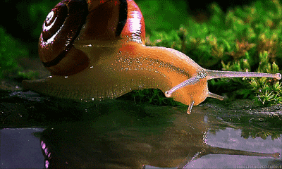 喝水 蜗牛