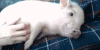 猪 pig 挠痒痒 躺着