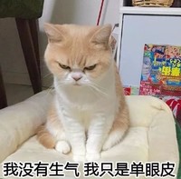 可爱 猫咪小雪 走开 我没生气 我是单眼皮