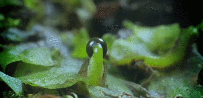 植物 生长 神话的森林 纪录片 孢子