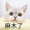 萌宠 猫星人 麻木了 无奈 呆萌 可爱