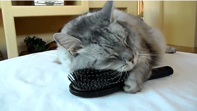 猫咪 梳子 按摩 可爱