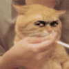 暴漫 猫 抽烟