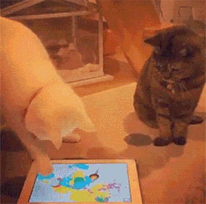 猫咪 萌宠 玩iPad 随便打你一耳光