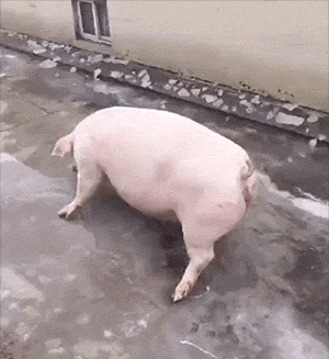 小猪 走路 地面太滑 走不稳