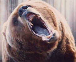 熊 愤怒 害怕 咆哮