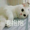 萌宠 猫星人 要抱抱 开心 呆萌 可爱