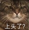 萌宠 喵星人 上头了 生气 搞怪 逗