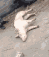 小猪 撒娇 可爱 搞笑
