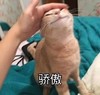 萌宠 喵星人 骄傲 自豪 呆萌 可爱