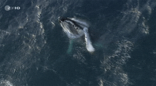 鲸鱼 打浪 游动 庞大 自然 海洋 ocean nature
