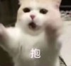 萌宠 喵星人 抱 撒娇 搞怪 逗