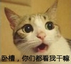 猫咪 干嘛 搞笑 斗图