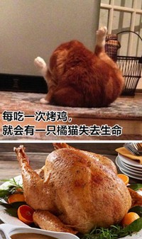 对比 搞笑 萌宠 可爱 蠢萌