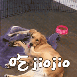 狗狗 吃jiojio 卖萌 可爱 soogif soogif出品