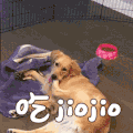 狗狗 吃jiojio 卖萌 可爱 soogif soogif出品