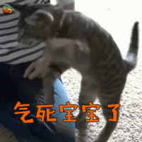 萌宠 猫咪 气死宝宝了 生气 soogif soogif出品