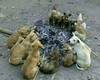 狗狗 火堆 取暖 呆萌