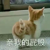 萌宠 猫星人 亲我的屁股 怼人 搞怪 呆萌