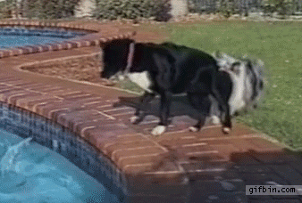 泳池 黑狗 白狗 团结