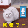 萌宠 猫咪 猫 伤心 我错了 怂 超怂 soogif soogif出品