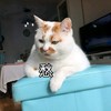 萌宠 猫星人 愁 无奈 呆萌 可爱