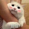 萌宠 喵星人 抱住 抱抱 搞怪 逗