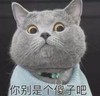 猫咪 可爱 呆萌 斗图 你别是个傻子吧
