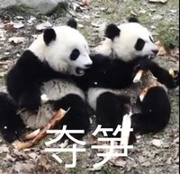 萌宠 熊猫 夺笋 抢走 呆萌 可爱