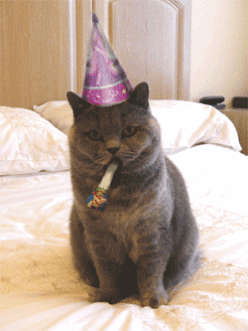 生日 猫 生日快乐 庆祝