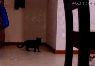 小猫 猫 动物 玩 矩阵 戏法 道奇 跑酷 neocat