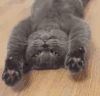 猫咪 喵星人 搞笑 可爱