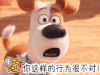 soogif 萌宠大作战 你这样的行为很不对 汪汪 soogif出品