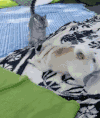 猫咪 喵星人 汪星人 小狗狗 搞笑 打架