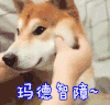 玛德 玛德智障 狗狗
