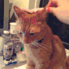 宠物 苏胡 治愈 力道 合适 萌 大爷 gif 觉得 人宠间