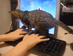 打扰 猫咪 键盘 屏幕