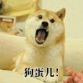 狗狗 张嘴 狗蛋儿 可爱